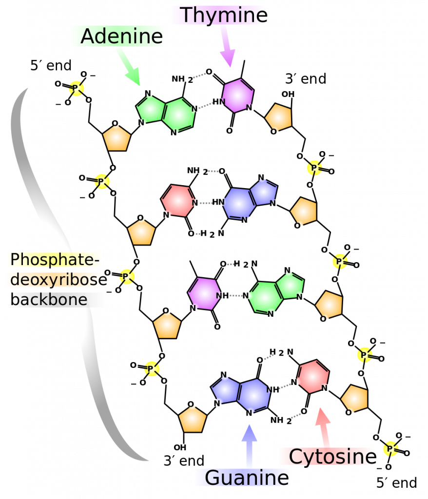 structure of DNA