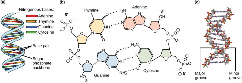 Dna Structure Principles Of Biology