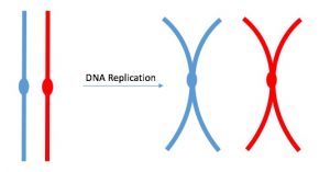 linear chromosomes to sister chromatids