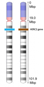 pair of chromosome 15s showing blue and brown line at position of herc2 gene