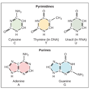 Each nucleotide is made up of a sugar, a phosphate group, and a nitrogenous base. The sugar is deoxyribose in DNA and ribose in RNA.