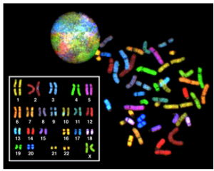 The 23 chromosomes from a human female are each dyed a different color so they can be distinguished. During most of the cell cycle, each chromosome is elongated into a thin strand that folds over on itself, like a piece of spaghetti. The chromosomes fill the entire spherical nucleus, but each one is contained in a different part, resulting in a multi-colored sphere. During mitosis, the chromosomes condense into thick, compact bars, each a different color. These bars can be arranged in numerical order to form a karyotype. There are two copies of each chromosome in the karyotype..