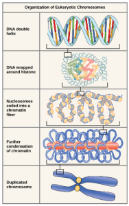 There are five levels of chromosome organization. From top to bottom: The top panel shows a DNA double helix. The second panel shows the double helix wrapped around proteins called histones. The middle panel shows the entire DNA molecule wrapping around many histones, creating the appearance of beads on a string. The fourth panel shows that the chromatin fiber further condenses into the chromosome shown in the bottom panel.