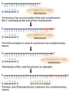 Telomerase has an associated RNA that complements the 5' overhang at the end of the chromosome. The RNA template is used to synthesize the complementary strand. Telomerase then shifts, and the process is repeated. Next, primase and DNA polymerase synthesize the rest of the complementary strand.