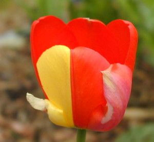Photo of a tulip that is mostly red, with one petal that is half yellow.