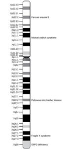 Chromosome map