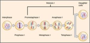 10g.meiosis1