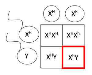 Hemophilia Karyotype Chart