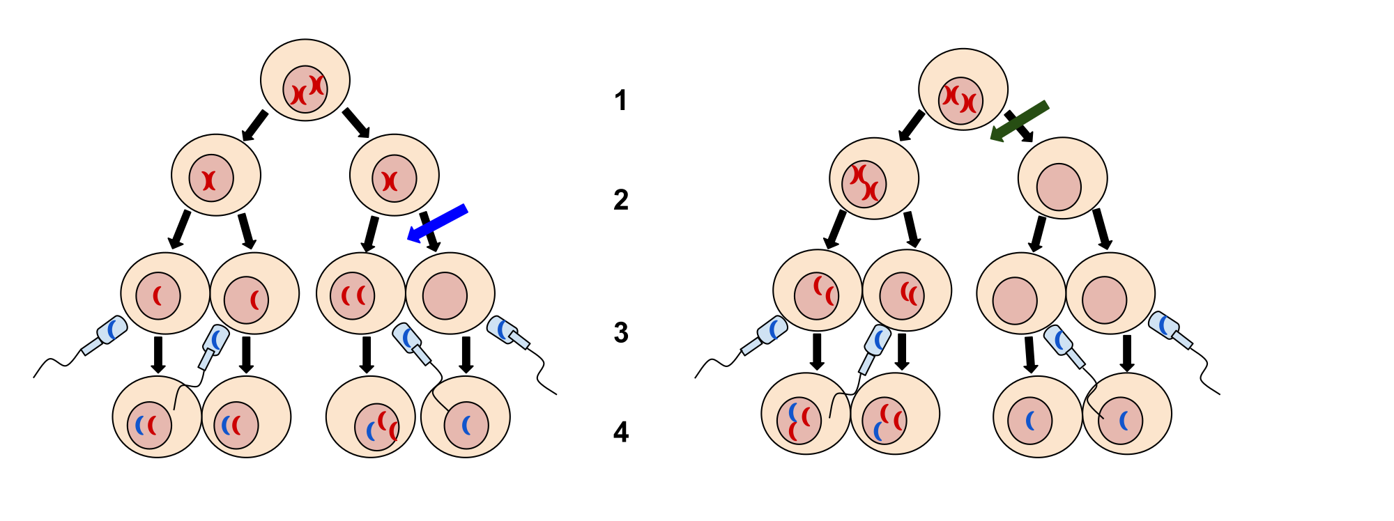 Errors In Meiosis MHCC Biology Biology For Health Professions