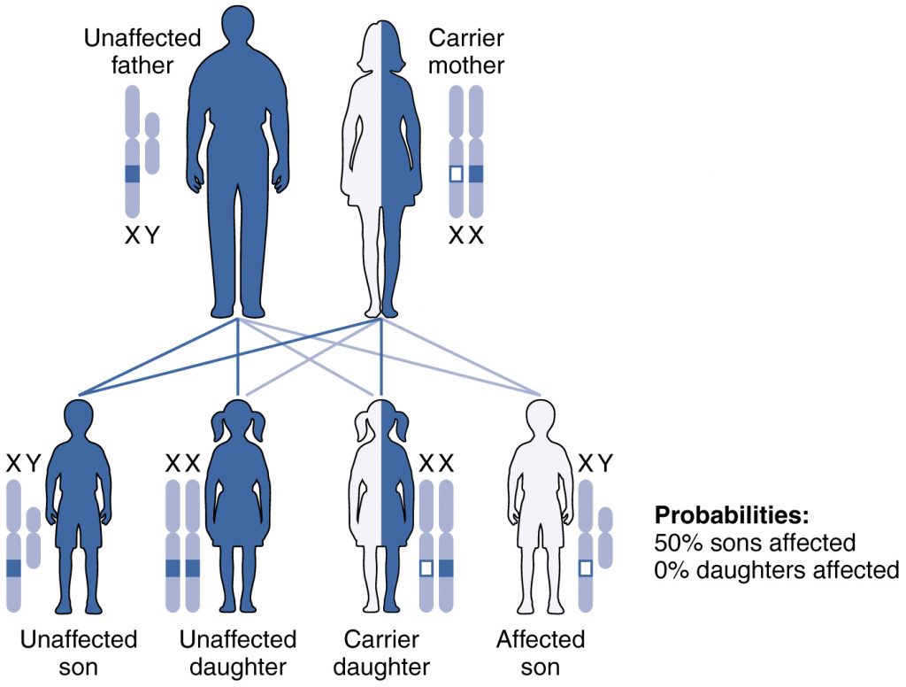 Hemophilia A Sex Linked Disorder Principles Of Biology 