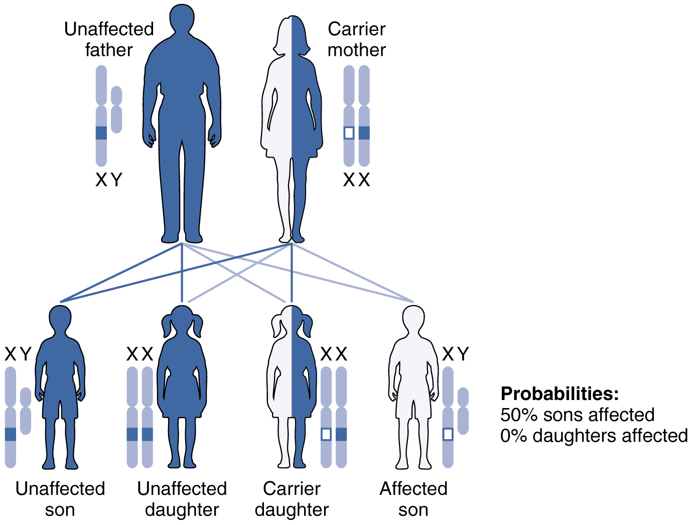 Hemophilia A Sex Linked Disorder – Principles Of Biology