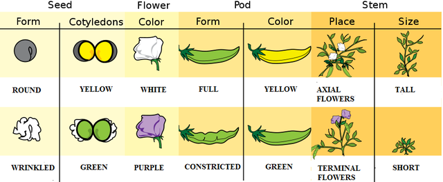 Figure shows the seven characteristics of pea plants studied by Mendel. The characteristics included plant height, seed texture, seed color, flower color, pea-pod size, pea-pod color, and flower position.