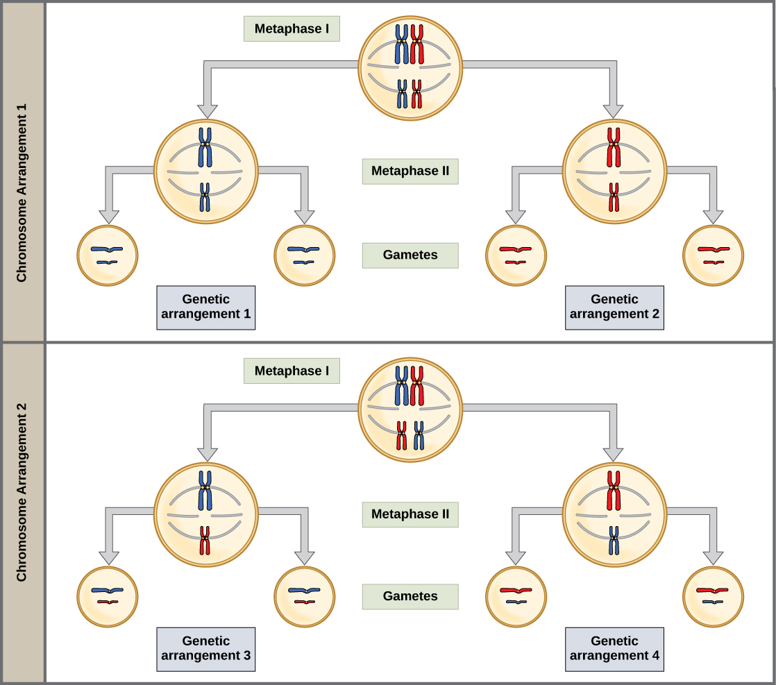 The random segregation into daughter nuclei that happens during the first division in meiosis can lead to a variety of possible genetic arrangements.