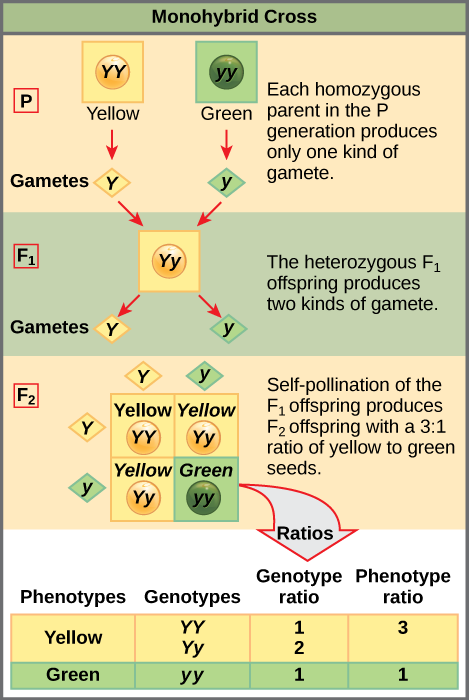 This Punnett square shows the cross between plants with yellow seeds and green seeds. The cross between the true-breeding P plants produces F1 heterozygotes that can be self-fertilized. The self-cross of the F1 generation can be analyzed with a Punnett square to predict the genotypes of the F2 generation. Given an inheritance pattern of dominant-recessive, the genotypic and phenotypic ratios can then be determined.