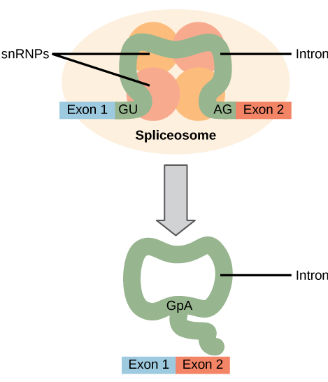 rna processing