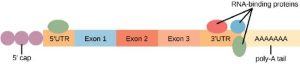 In the mature RNA molecule, exons are spliced together between the 5&#039; and 3&#039; untranslated regions. A 5&#039; cap is attached to the 5&#039; untranslated region, and a poly-A tail is attached to the 3&#039; untranslated region. RNA-binding proteins associate with the 5&#039; and 3&#039; untranslated regions.