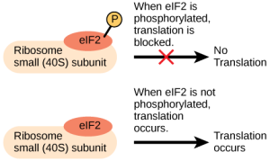 The eIF2 protein is a translation factor that binds to the small 40S ribosome subunit. When eIF2 is phosphorylated, translation is blocked.