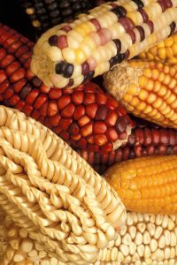 Photo shows corn cobs with different colors, including yellow, white, red, and a mixture of these colors.
