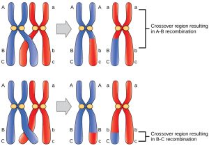 A homologous pair of chromosomes has three genes, named A, B, and C. Gene A is located near the top of the chromosome, and genes B and C are located close together near the bottom. Each chromosome has different A, B, and C alleles. The alleles may recombine if a crossover occurs between them, so that genetic material from one chromosome is swapped with another. Genes A and B are far apart on the chromosome such that a crossover event occurring almost anywhere in the chromosome will result in the recombination of alleles for these genes. Genes B and C are much closer together, so only crossovers occurring in a very narrow region will result in recombination of these genes.