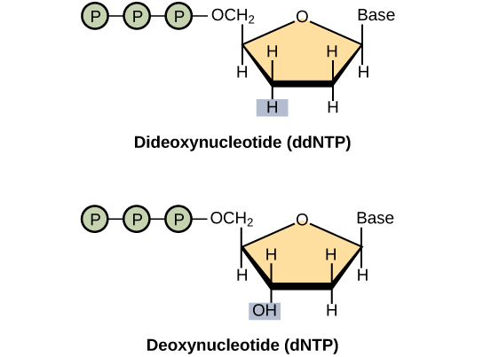 A deoxynucleotide consists of a deoxyribose sugar, a base, and three phosphate groups. Dideoxyribose is identical to deoxyribose except that the hydroxyl (–OH) group at the 3&#039; position is replaced by H. A 3&#039; hydroxyl is necessary for elongation of the DNA chain, and the chain therefore stops growing if a dideoxyribose instead of deoxyribose is incorporated into the growing chain.