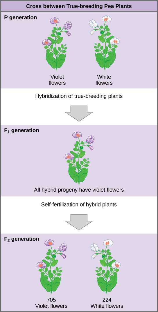 A diagram showing three generations of pea plants. The P generation of two pea plants, one with purple flowers and one with white flowers. The F1 generation has purple flowers. The F2 generation has two pea plants, one with purple flowers and one with white flowers. This demonstrates a trait being hidden and then reappearing.