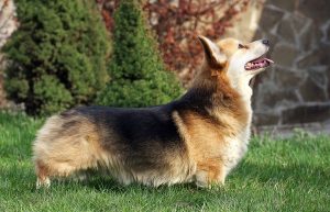 A short legged corgi dog