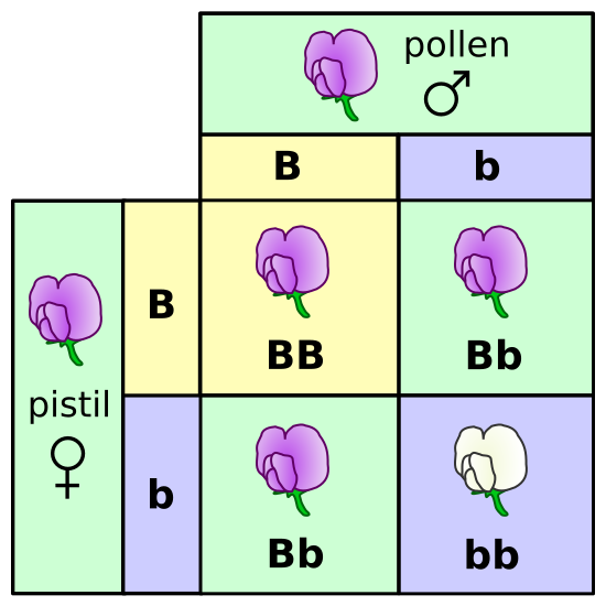 A Punnett square showing a cross between two heterozyous ourple flowers. The genotype outcome is BB, Bb, Bb, bb while the phenotype outcome is 3:1 purple to white flowers.