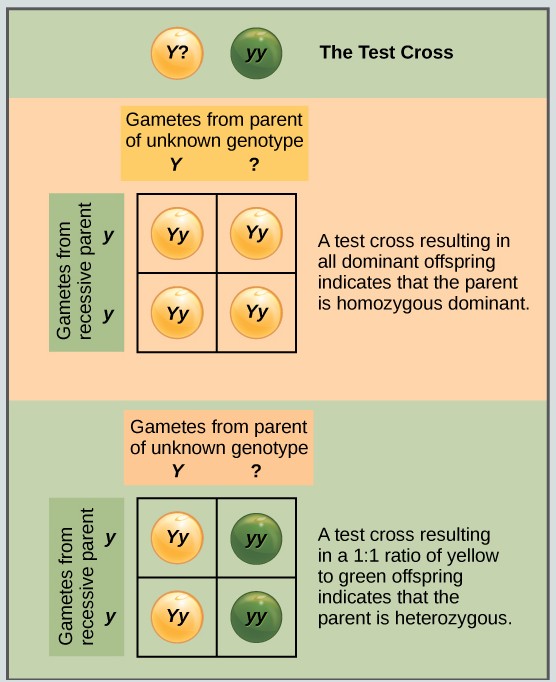 A test cross can be performed to determine whether an organism expressing a dominant trait is a homozygote or a heterozygote.