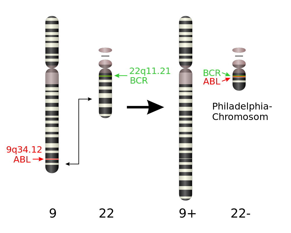 Errors in Meiosis Principles of Biology