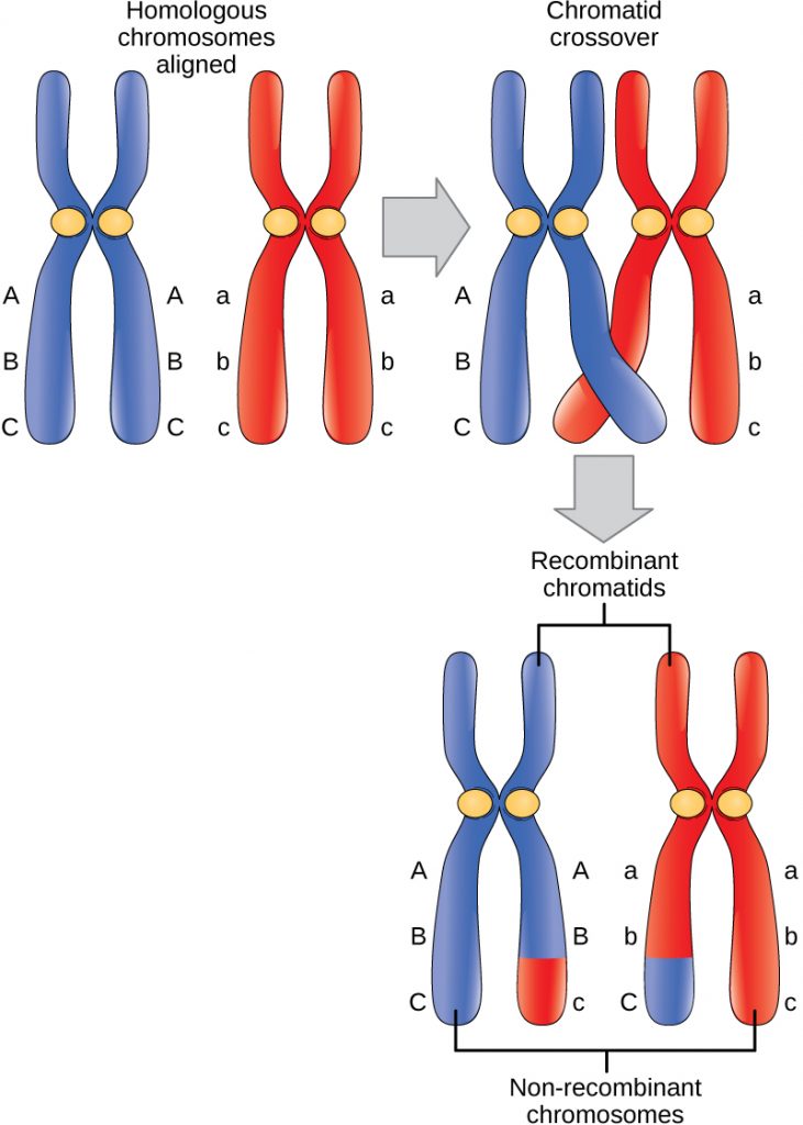 meiosis-i-principles-of-biology