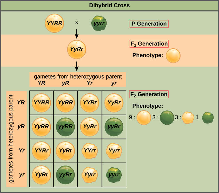 A dihybrid cross in pea plants involves the genes for seed color and texture. The P cross produces F1 offspring that are all heterozygous for both characteristics. The resulting 9:3:3:1 F2 phenotypic ratio is obtained using a Punnett square.