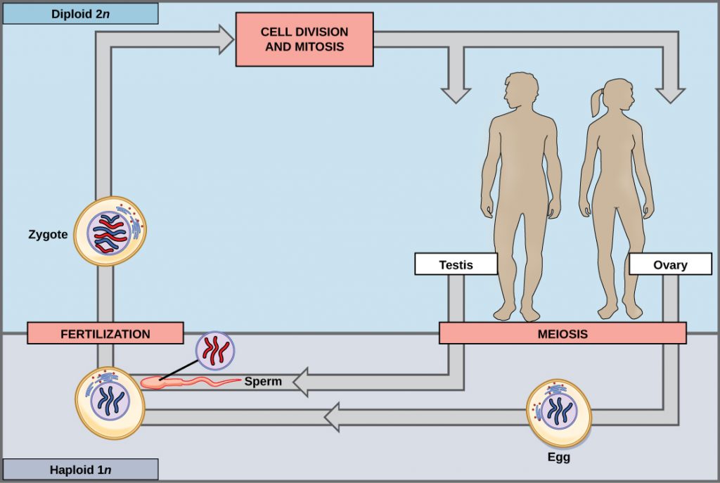 fertilization diagram chromosomes