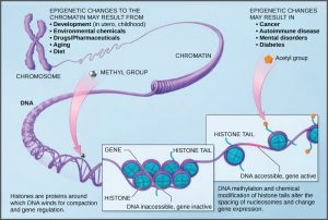 Eukaryotic epigenetic regulation – Principles of Biology