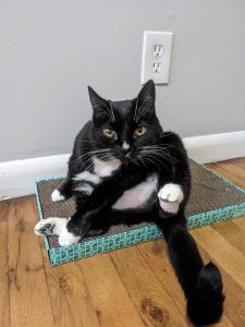 An image of the author's bicolored cat in an undignified pose that displays the white spotting on the underbelly, nose, and paws.