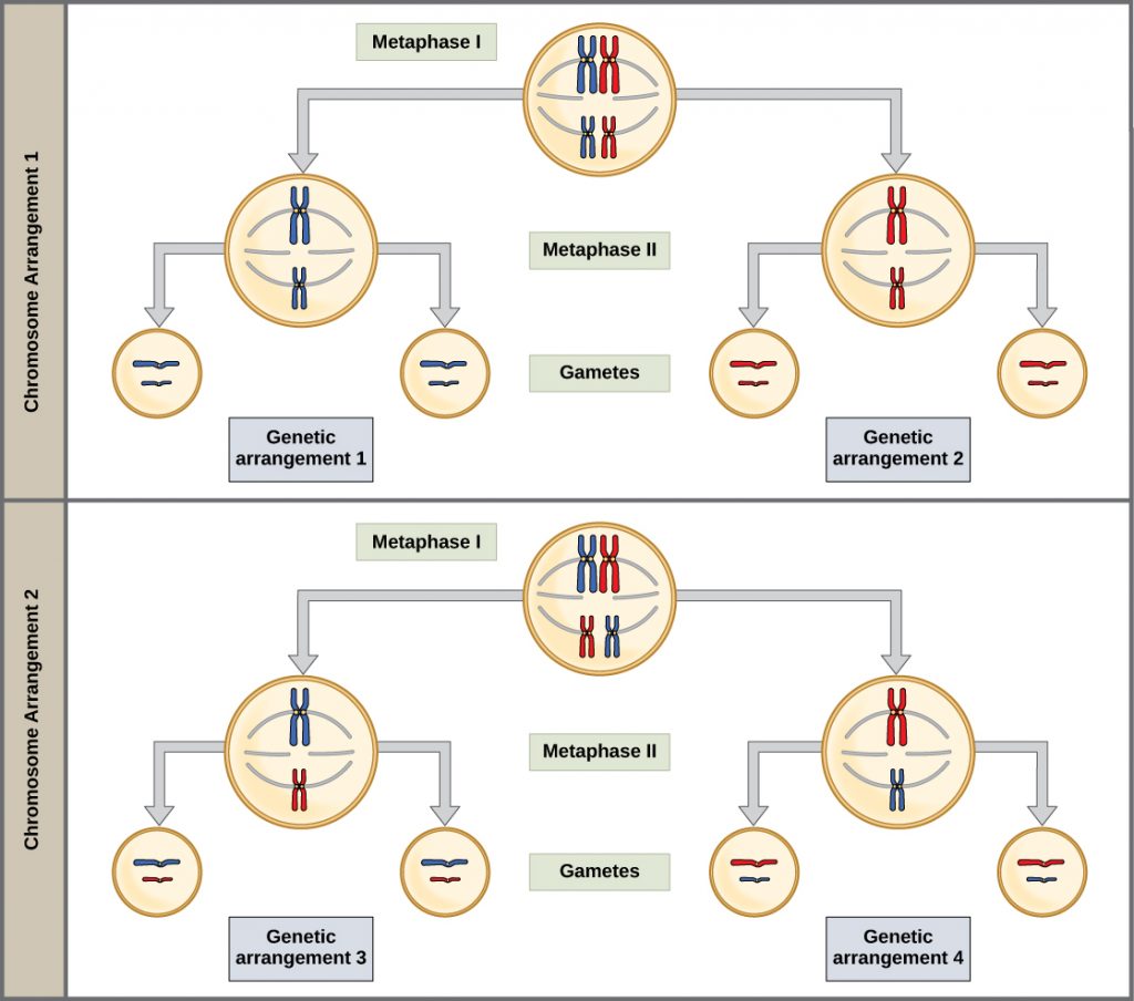 interphase 1 meiosis