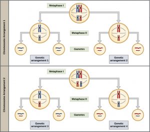 Meiosis I – Principles of Biology