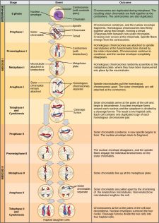 Meiosis II – Principles of Biology