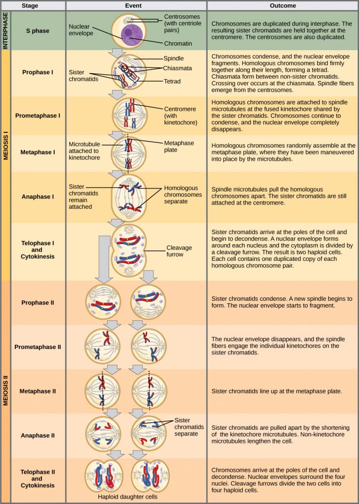 Meiosis II – Principles of Biology