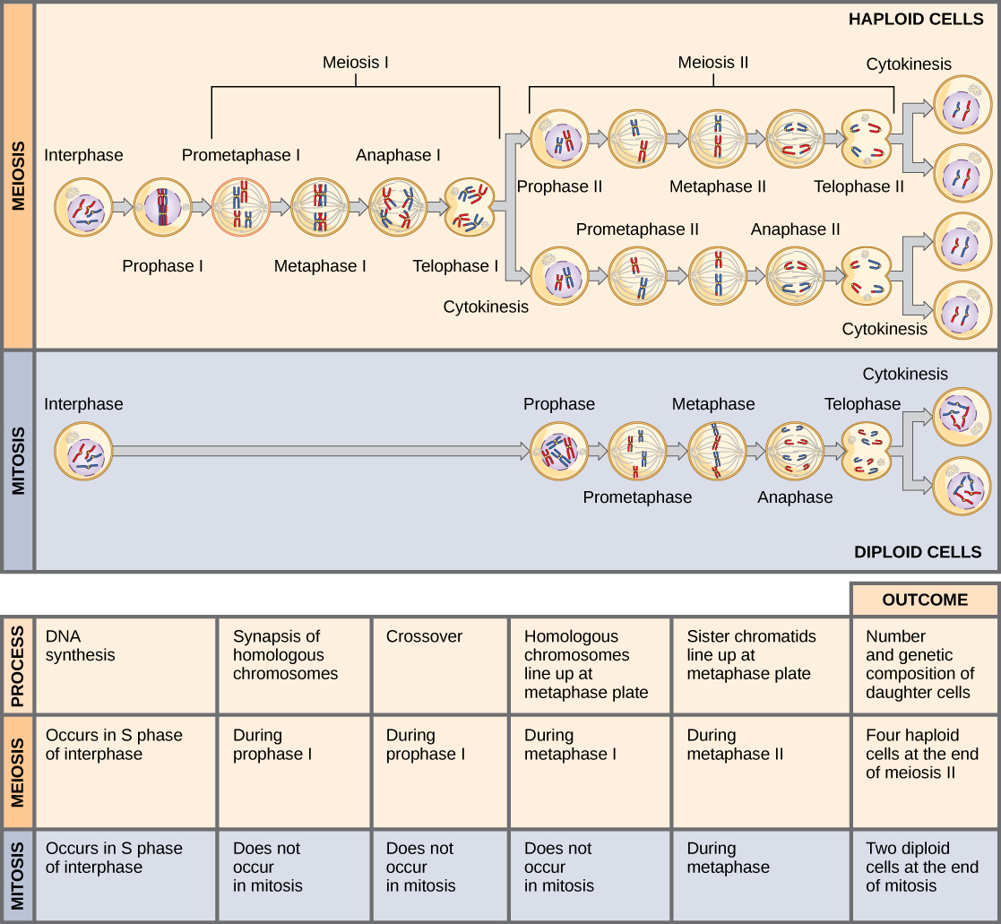 Comparing Meiosis and Mitosis MHCC Biology 112 Biology for Health