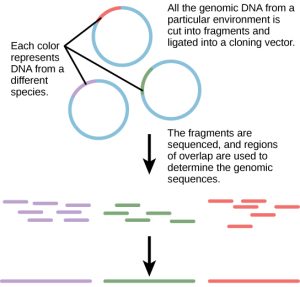 A metagenomics schematic