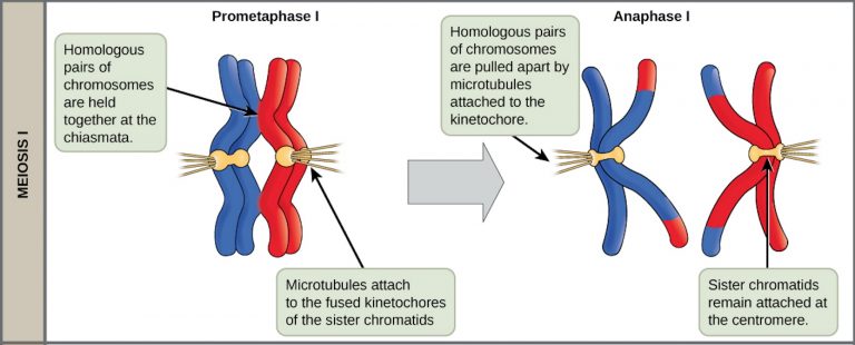 meiosis-i-principles-of-biology