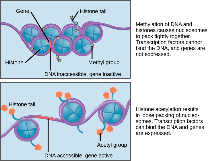 Gene Regulation Mhcc Biology 112 Biology For Health Professions 8111