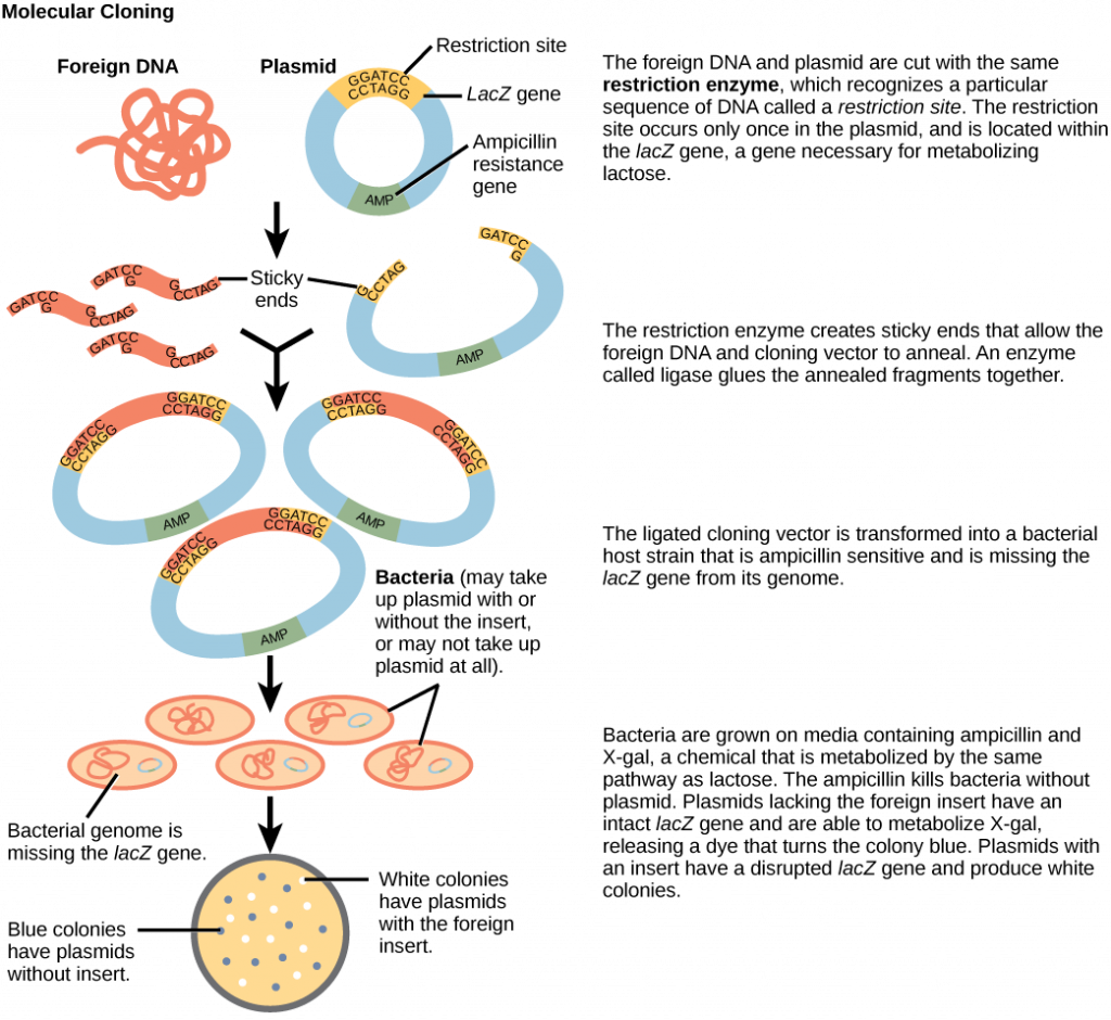 molecular cloning research paper