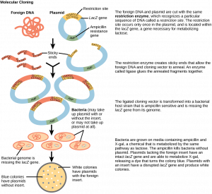 Cloning – Principles of Biology