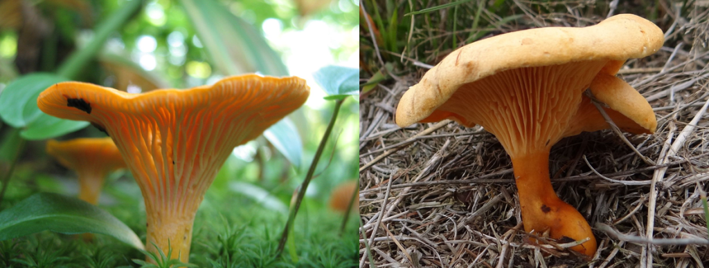 Two nearly identical yellow mushrooms.