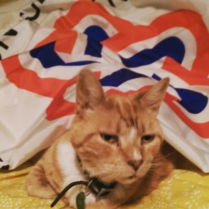 Robin the orange cat under a US bicentennial flag