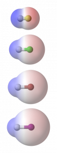 A set of electrostatic potential maps are shown: these are images of ball-and stick representations of HF, HCl, HBr, and HI that have colored translucent 'clouds' overlaying them. In each molecule the cloud is redder on the side of the molecule with the halogen atom, and the side with the H is blue.