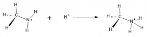 Methylamine plus H+ yields methylammonium ion