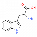 tryptophan is an amino acid containing an indole substituent. indole consists of one benzene ring edge-fused to a 5-membered ring containing nitrogen.