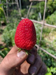 Photo showing a hand holding a ripe strawberry.